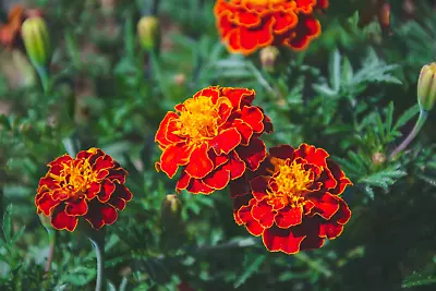 Sparky French Marigold 199+ Seeds - Heirloom Open Pollinated Non-GMO • $1.98