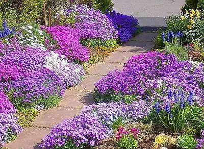 £2.99 • Buy 50 Mixed Alpine Seeds, Rockery Perennial, Ground Cover, Alpines