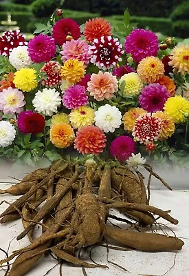 Mixed Dinnerplate Decorative Dahlia Tubers/bulbs Summer Flower X 1-15 Tubers • £15.50