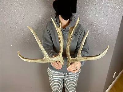 Two Mule Deer Antlers Sheds WILD IDAHO Horns Rustic Decor Dog Chews Crafts • $44.99