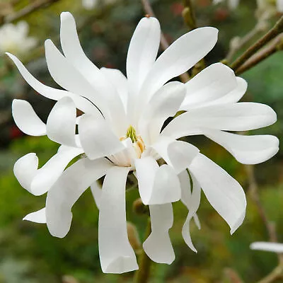 Magnolia Royal Star Hardy Deciduous Outdoor Garden Ready Shrub In 9cm Plant Pot • £11.99