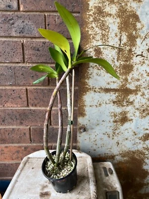 $15 • Buy Dendrobium A334 Coolart Gold ‘Limelight’ 12cm Pot