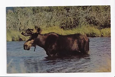 Vintage Postcard Northern Moose • $2.75