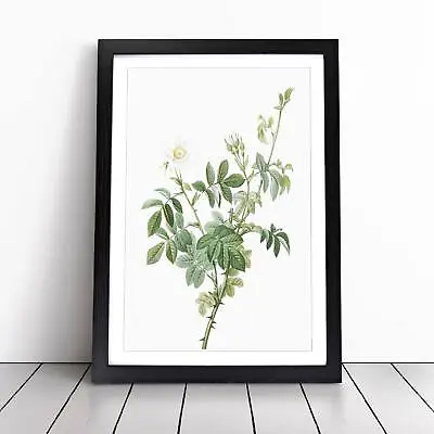 £12.95 • Buy White Downy Rose Flowers Pierre-Joseph Redoute Framed Wall Art Print Canvas