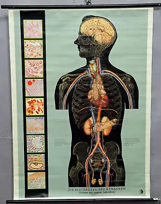 Medical Anthropology Vintage Pull-down Poster Wall Chart Human Blood Gland • $215.99