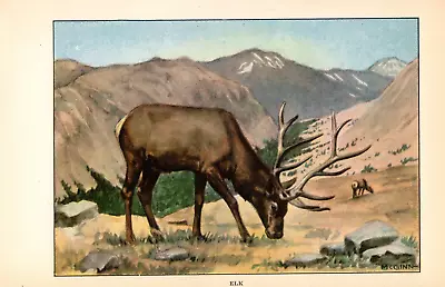 1926 Vintage ANIMALS  ELK  GORGEOUS Full COLOR Art Plate Lithograph Print • $6