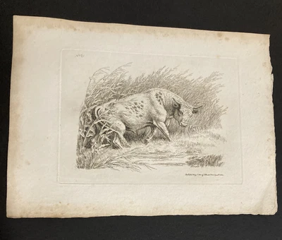 £9.99 • Buy Etching By Samuel Howitt  BULL