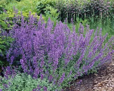 Large Catmint Napeta 'Six Hills Giant' Shrub 30cm Wide Hardy 3L RHS AGM Fragrant • £14.99