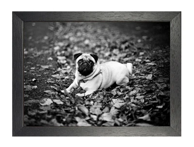 £6.99 • Buy Pug #2 Poster Black And White Picture Sweet Lying Dog Pet Photo Family Friend 
