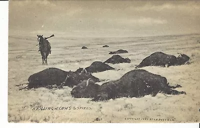 Postcard L. A. Huffman Photo Miles City Montana  Killing Cows & Spikes  Buffalos • $50