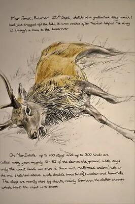 £265 • Buy Original Keith Brockie (b.1955) Drawing Of A Stag, Published & Exhibited