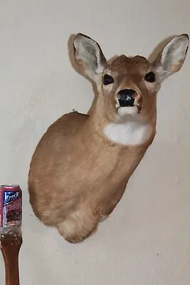 Whitetail Deer Head Shoulder Mount Taxidermy Cape Shed Antler Hunt Mule Rack • $215