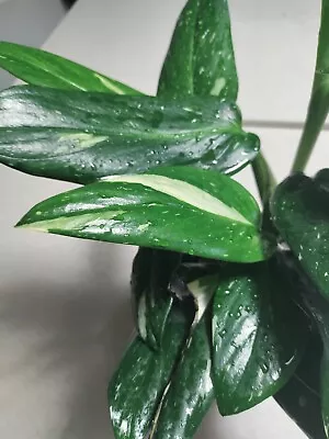 Variegated Monstera Standleyana 4 Inch Pot  • $19.99