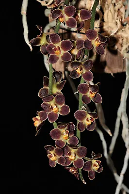Chiloschista Lunifera Small Leafless Orchid Mounted Plant • $33.15