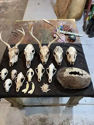 Huge Lot Real Wild Animal Skulls Teeth Deer Coyote Bobcat Coon Horn Bone Nature • $100