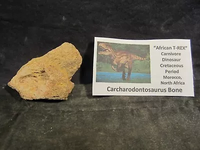 Dinosaurs Bones Carcharodontosaurus Bone African T-Rex Morocco North Africa • $35