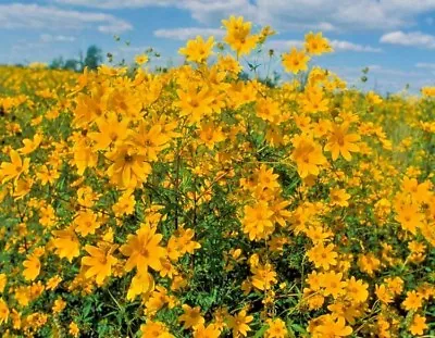 101+SWAMP MARIGOLD Seeds Tickseed Native Wildflower Shrub Bush Flowers Fast Easy • $3.25