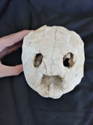 $520 • Buy A Great Museum Quality Turtle Skull Fossil 