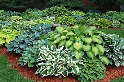 £5.50 • Buy 1 Hosta Lucky Dip Bare Root Plant