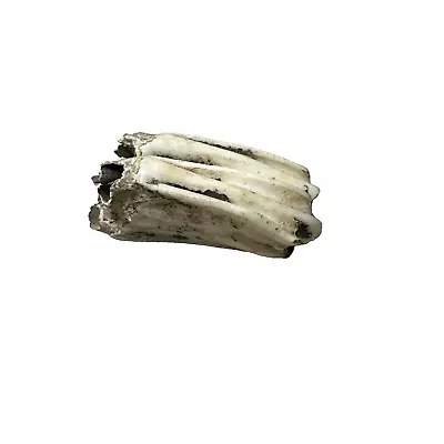 Fossilised Fossil Animal Tooth Antique  • £20