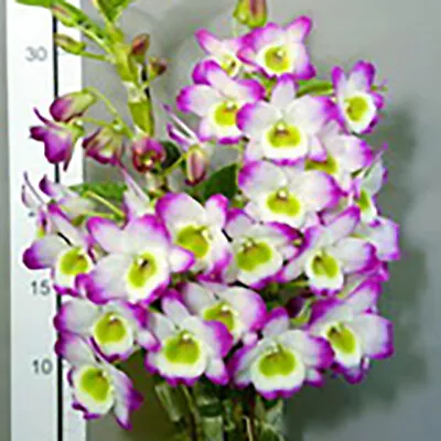 $12.65 • Buy RFO Dendrobium KT Jade