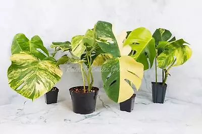 Monstera Aurea Cutting And Rooted Plants • $290