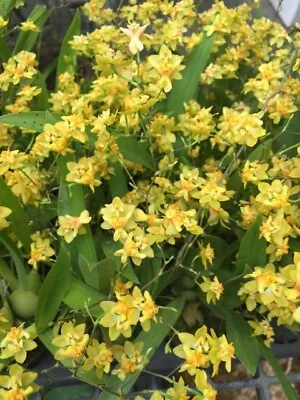 Oncidium Twinkle 'Yellow Bird'  Miniature Orchid Plant Shipped In 2.5  Pot • $18.95