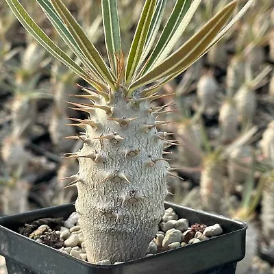 2-3cm Pachypodium Rosulatum Var. Gracilius H.Perrier Rare Seedlings Hardened • $26.25