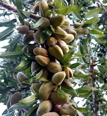 $17.99 • Buy Bitter Almond Fruit Tree 50 Seeds /Prunus Dulcis VAR/ 