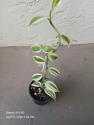 112- Vanilla Orchid Variegated Live Plant • $39