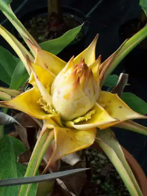 Golden Lotus Banana Musella Chinese Musa Plants In 2 Litre Pots With Fat Stems • £25