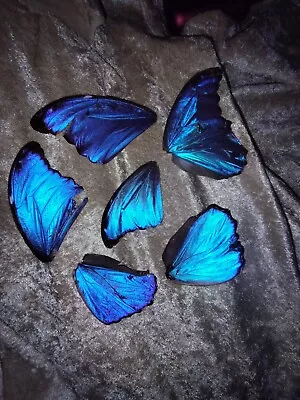 7  Blue Morpho  Butterfly Wings Jewelry Artwork  • $18
