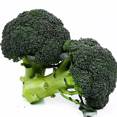 BROCCOLI KAIBROC F1  10 Seeds A RARE Broccoli AUTUMN WINTER Cool Garden • $4.35