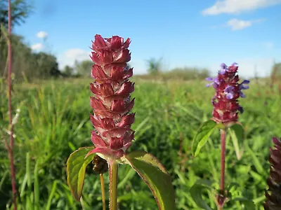 200 HEAL ALL Medicinal Herb Seeds BULK Self-Heal All-Heal (Prunella Vulgaris) • $2.79