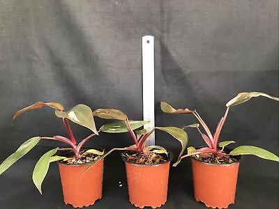 Philodendron Pink Princess • $35