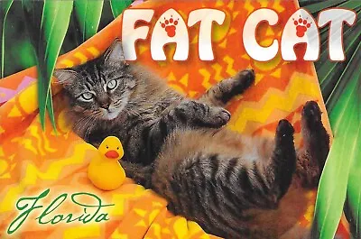 Florida Chrome Postcard Fat Cat You'd Be A Fat Happy Cat If You Were Here Too • $0.99