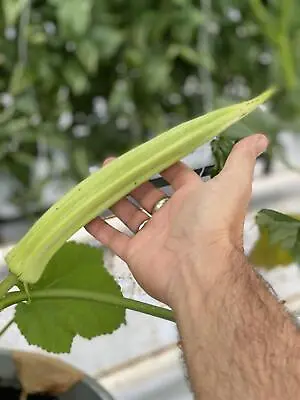 Vegetable - Okra - Bhut Bhindi - 50 Seeds • £4.55