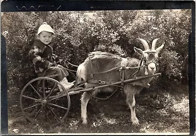 Adorable Little Boy Driving A Goat Cart  • $24