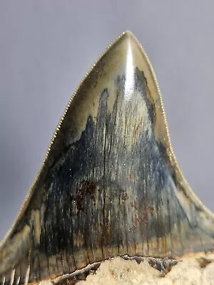 Megalodon Tooth • £100