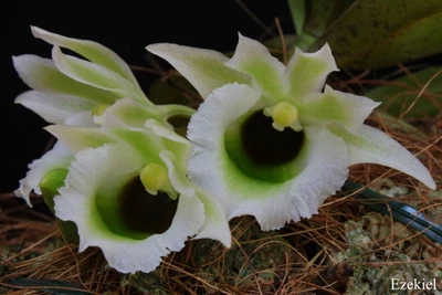 $40 • Buy Eurychone Rothschildiana (RARE SPECIES)