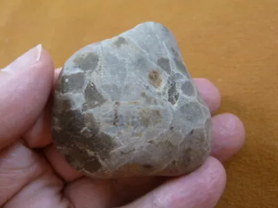 (F831-362) 2  Unpolished Petoskey Stone ANCIENT Coral Specimen MI State Rock • $20.99