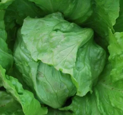 Lettuce GREAT LAKES 450+ Seeds HEIRLOOM Vegetable Garden All Seasons Salad Green • $3.80