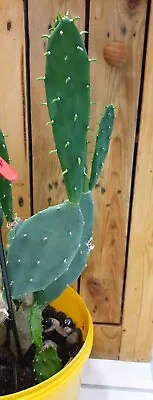 £7.99 • Buy Opuntia Prickly Pear