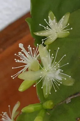 Rhipsalis Crispirmarginata-Epiphytic-Yellow Flowers-White Berries-4 Leaf Segment • $6