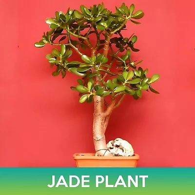 Jade Plant Succulent Seeds Crassula Ovata • $6.99