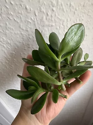 £2.59 • Buy Lovely Money Tree. Jade Plant. Crassula Ovata. Houseplant Cutting 🤍OFFER 🤍