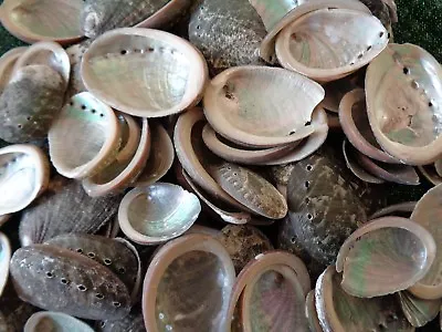 10 X SEA SHELLS 3 - 5 CM ABALONE MOTHER OF PEARL ORMER Iridescent Shell Craft • £3.65