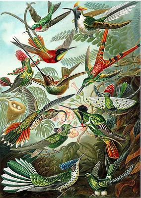 Art Forms In Nature: Ernst Haeckel: Hummingbirds - Fine Art Print • $14.99