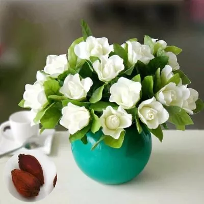  Cape Jasmine  White Gardenia Flowers Seeds Fragrant Beautiful Potted Flowers • £4.88