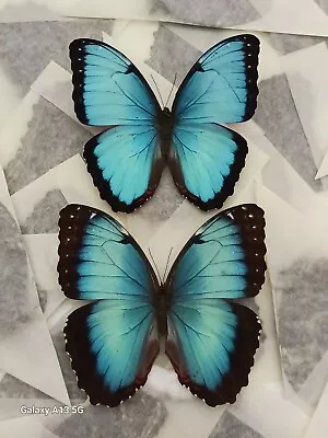 Lot Of 10 Morpho Peleides A- 5 Male & 5 Female Unmounted Wings Closed • $95